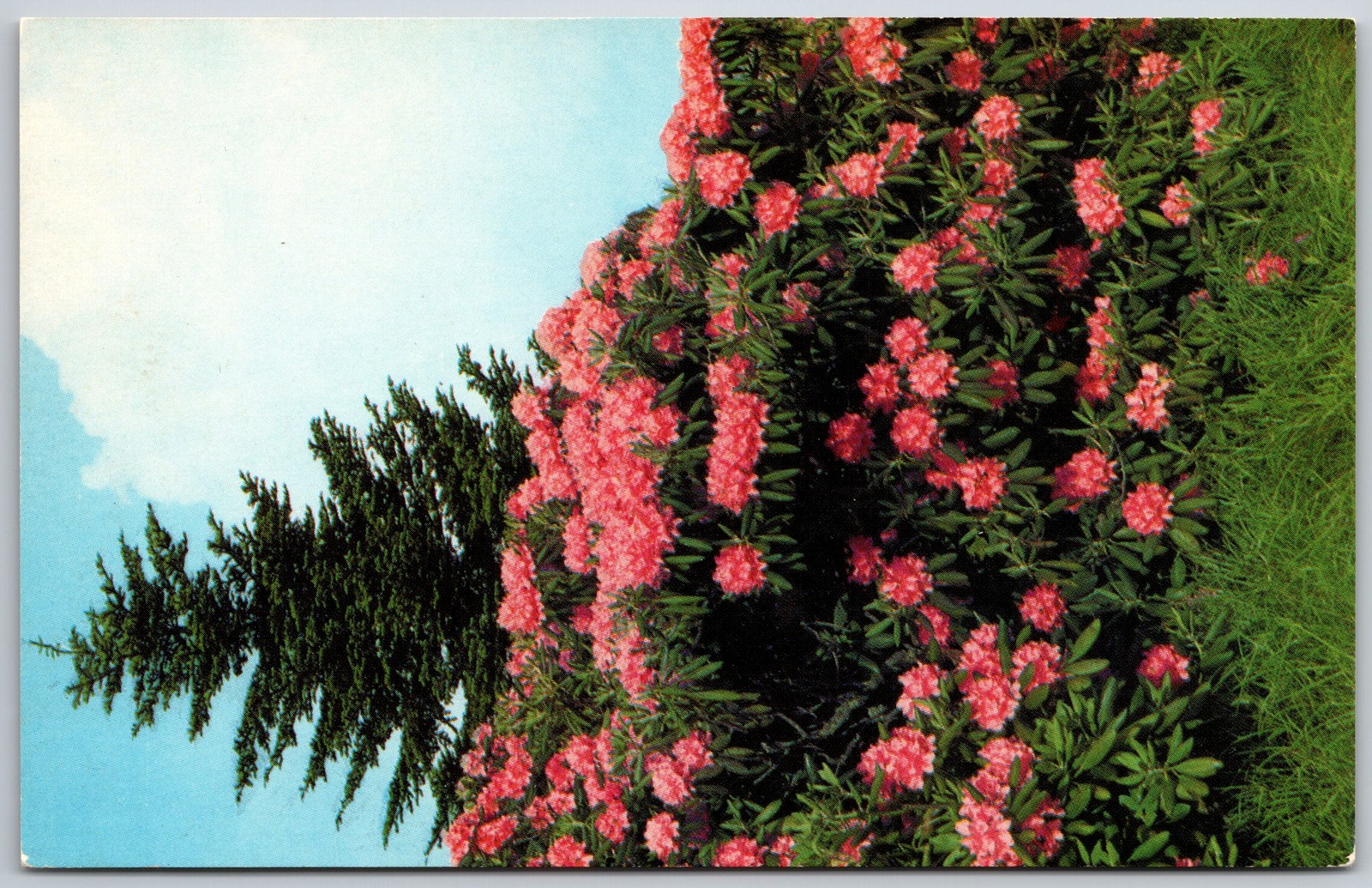 Vintage Postcard Purple Rhododendron Catawbiense Full Bloom