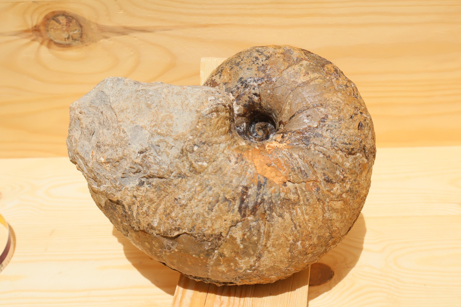 8.5 Inch Rare Nautilus Fossil From Morocco Natural Fossil Specimen Collectible