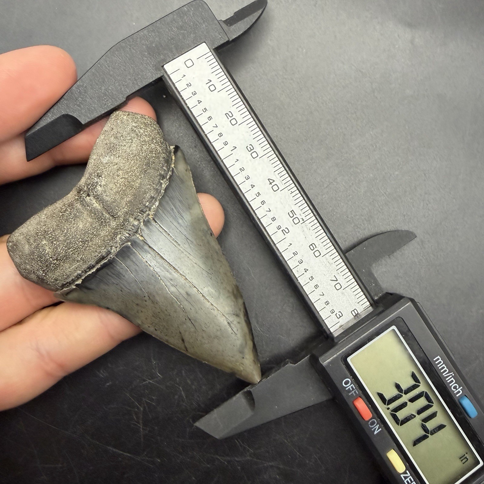 3.04” Mako/Hastalis Shark Tooth - Georgia, All Natural