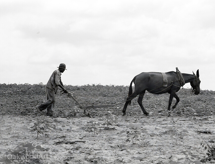 1939 BLACK SHARECROPPER Plowing a Field with a MULE, Vintage Photo Reprint