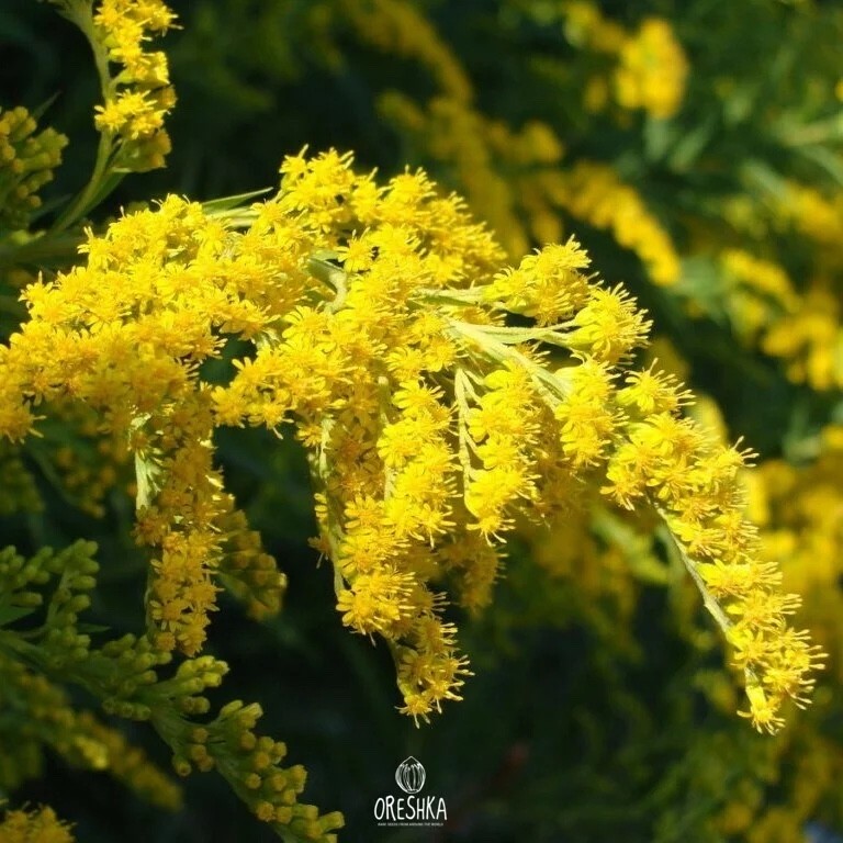 Goldenrod 1000+ PCS / 10000+ PCS fresh seeds, Solidago virgurea organic seeds