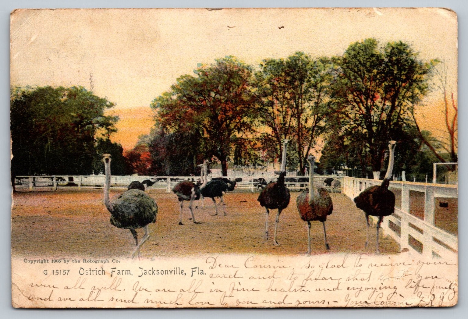 Vintage 1905 Ostrich Farm Jacksonville Florida Postcard by Rotograph Vintage 1905 Ostrich Farm Jacksonville Florida Postcard by Rotograph