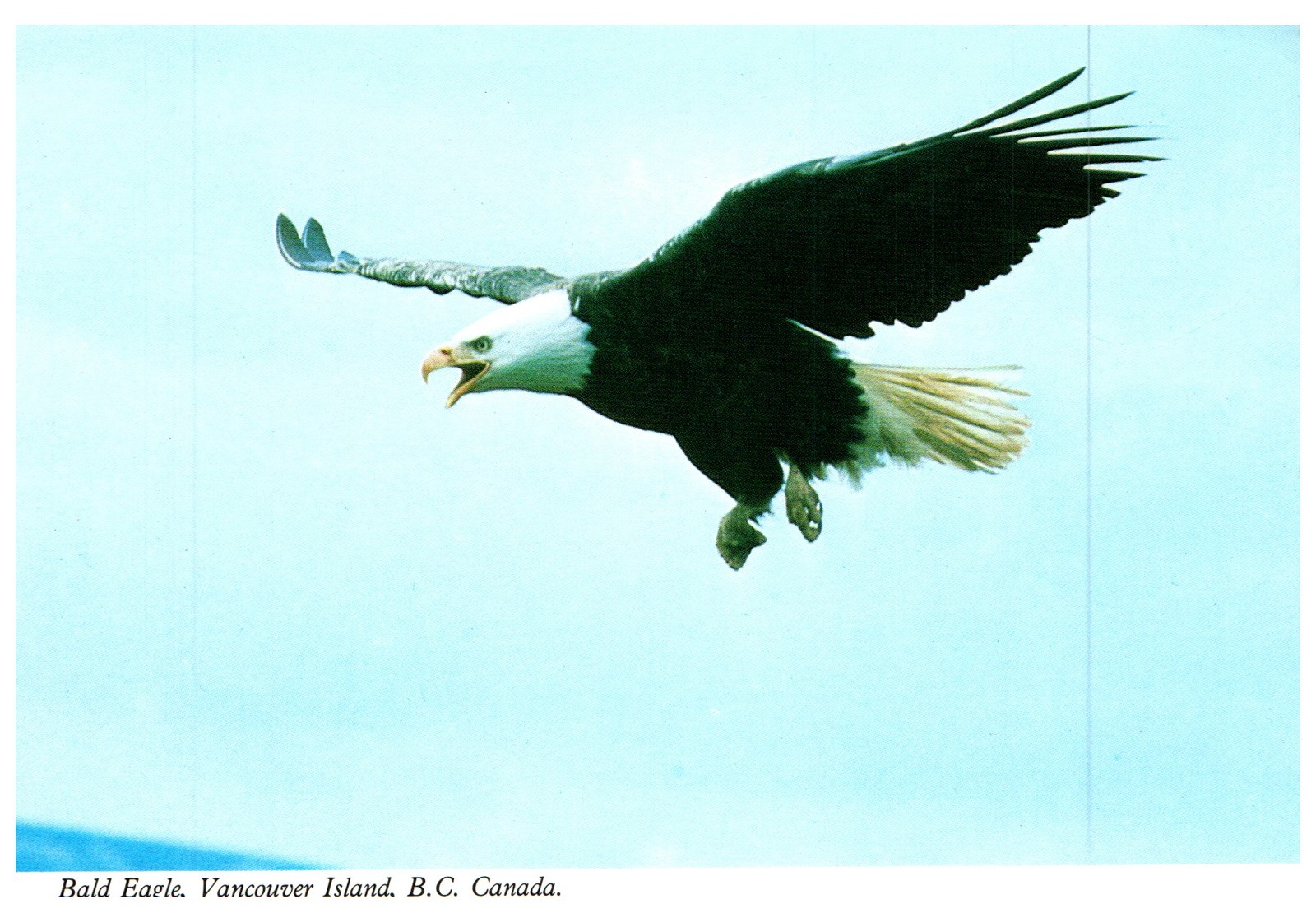 1983 Bald Eagle Vancouver Island, B.C. Canada Vintage Postcard