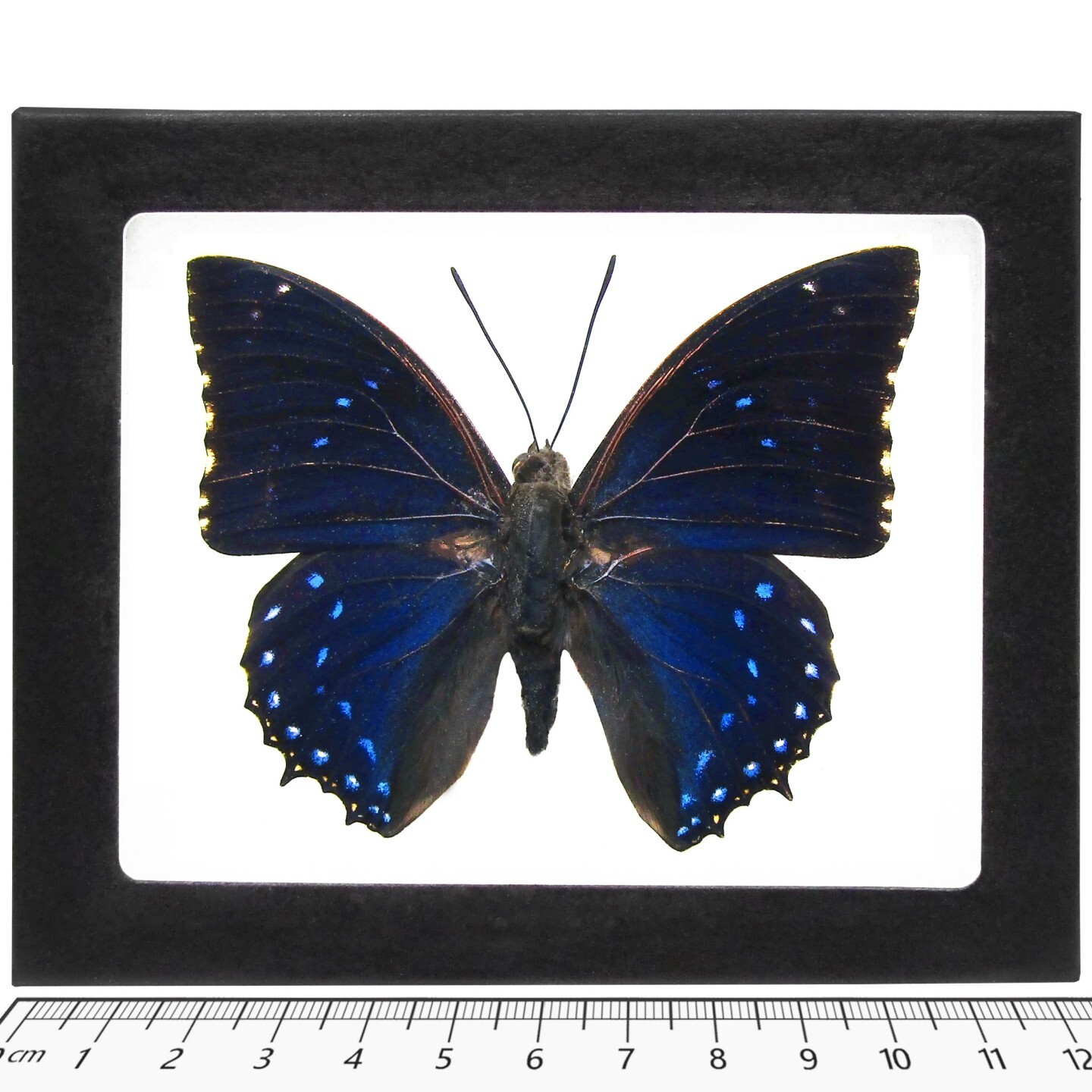 Charaxes numenes REAL FRAMED BUTTERFLY BLUE AFRICA Charaxes numenes REAL FRAMED BUTTERFLY BLUE AFRICA