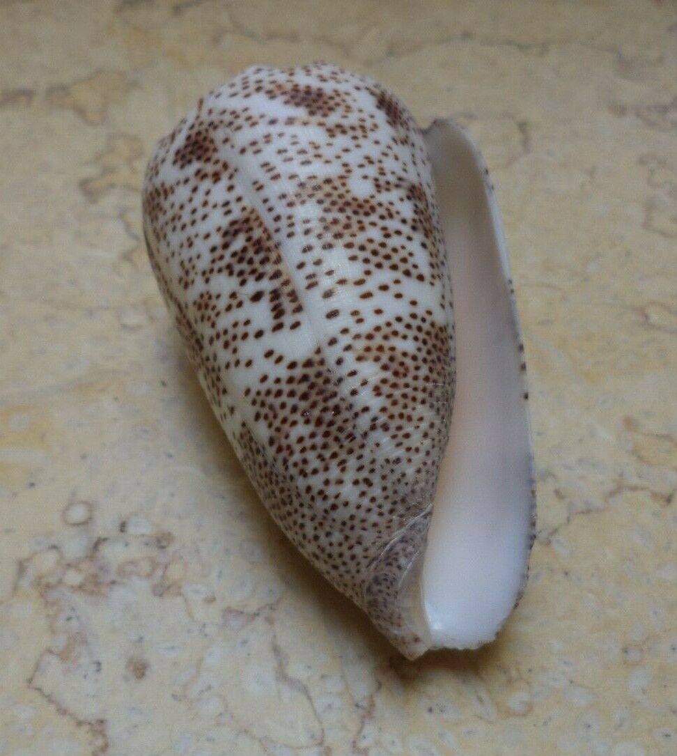 Conus Arenatus Beautiful wow Pattern 78.5  mm red sea shell Coloration specimen