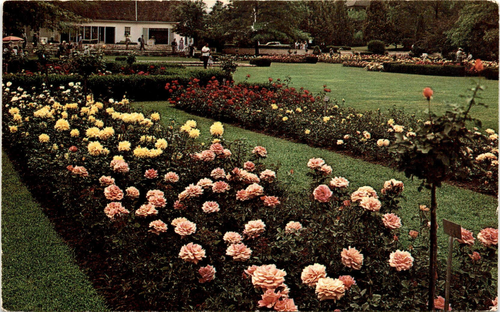 Jackson & Perkins, rose garden, Newark, New York, Lake Ontario, Postcard Jackson & Perkins, rose garden, Newark, New York, Lake Ontario, Postcard