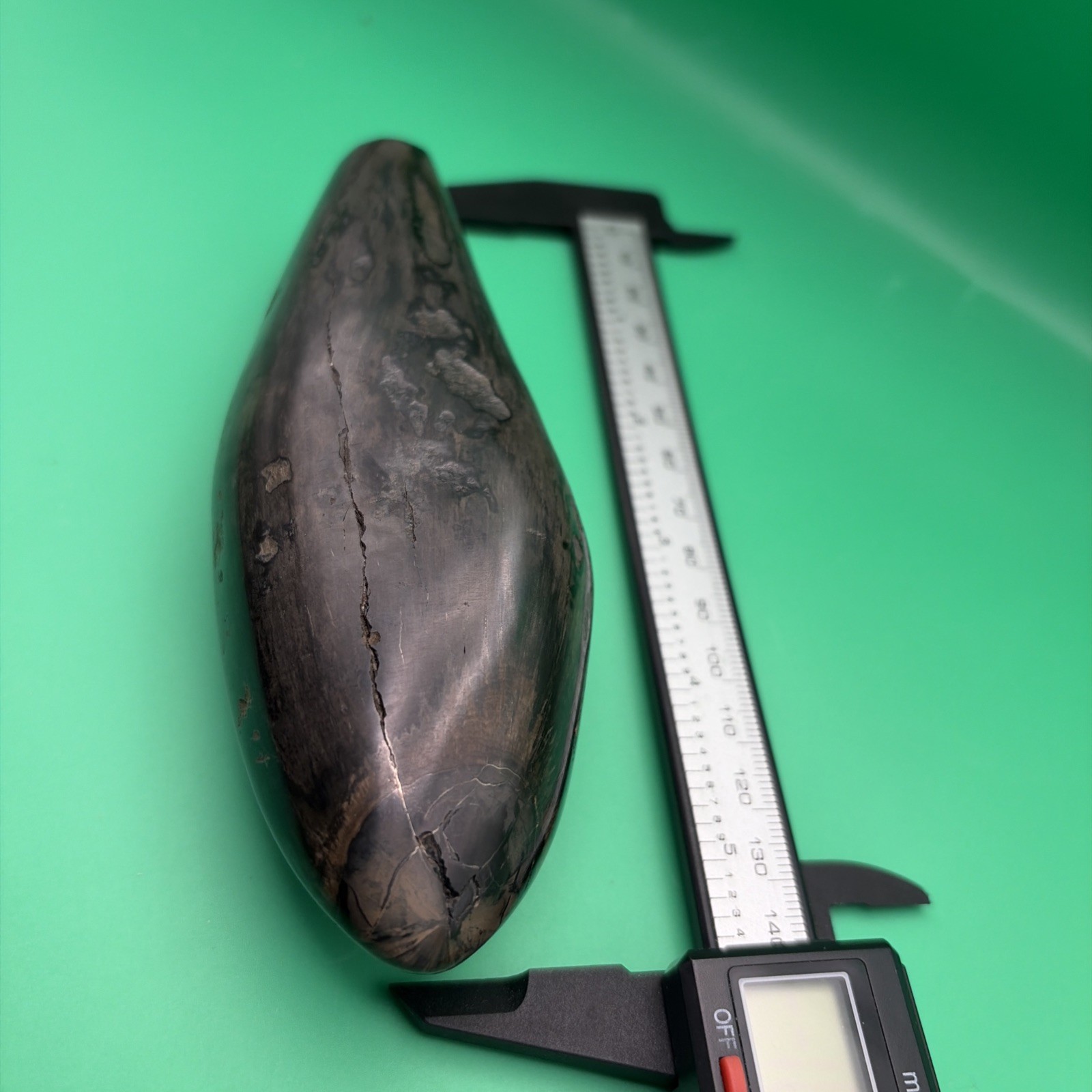AMAZING POLISHED CETACEAN SPERM MARINE MAMMAL TOOTH FOSSIL SOUTH CAROLINA