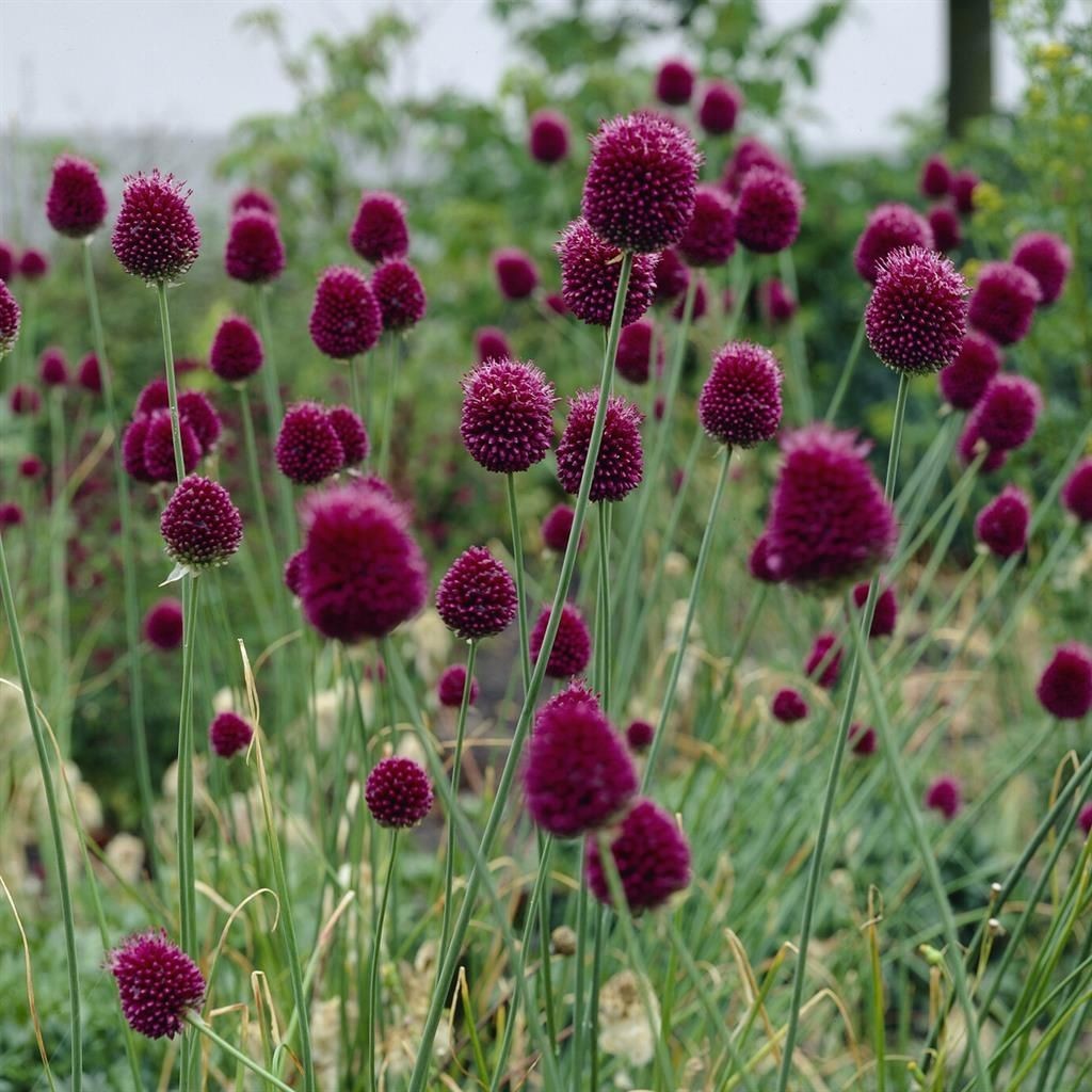 Drumstick Allium 30 Seeds (Allium sphaerocephalon) – Hardy Ornamental Perennial
