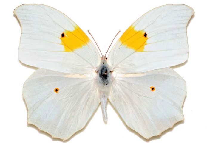 Anteos clorinde ONE REAL BUTTERFLY WHITE YELLOW PERU UNMOUNTED WINGS CLOSED