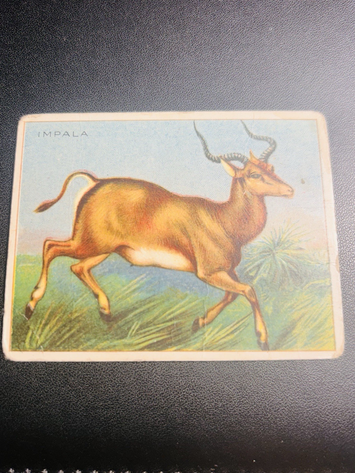 1910 - Hassan tobacco Cards -impala - Vintage Collectible 1910 - Hassan tobacco Cards -impala - Vintage Collectible