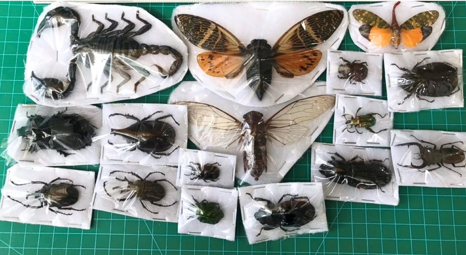 15 Real Beetle Bee Cicada Scorpion Preserved Specimen Dried Insect Dead Bug U... 15 Real Beetle Bee Cicada Scorpion Preserved Specimen Dried Insect Dead Bug U...