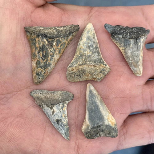 Lot Of Carcharodon Hastalis Extinct Great White Fossil Shark Tooth Mako