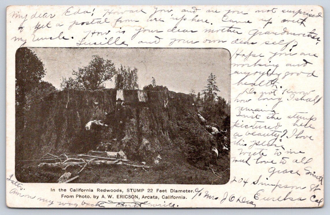 Eureka Antique California Postcard ARCATA Redwoods Giant Stump 1906 Eureka Antique California Postcard ARCATA Redwoods Giant Stump 1906