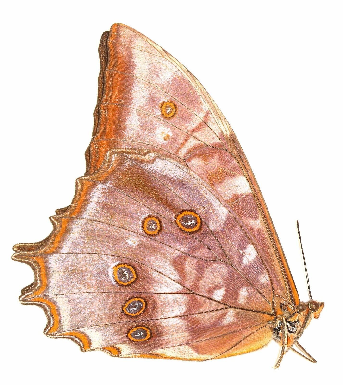 LEPIDOPTERA, NYMPHALIDAE, MORPHINAE, MORPHO THESEUS JUTHURNA from PERU