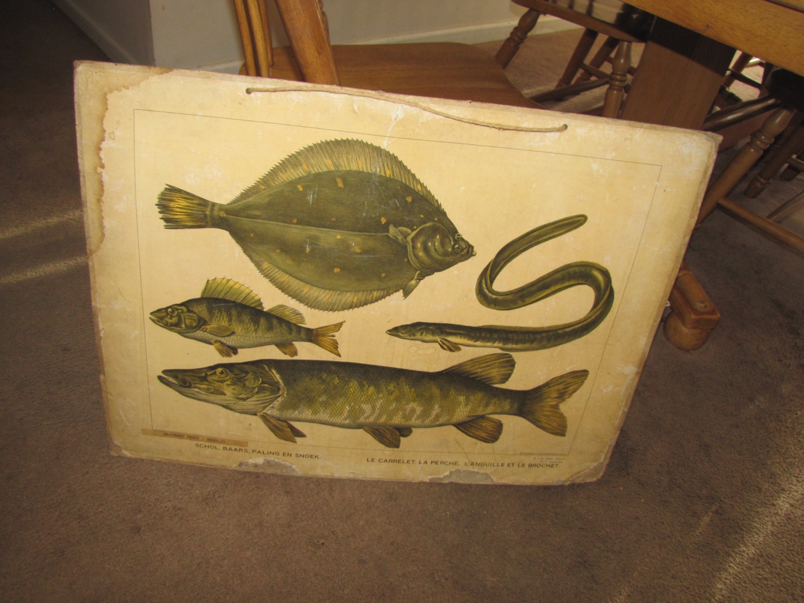 1800'S-1900'S DUTCH SCHOOL FISH CHART LITO & FOLK ART  PLAICE,PERCH,EEL,&PIKE