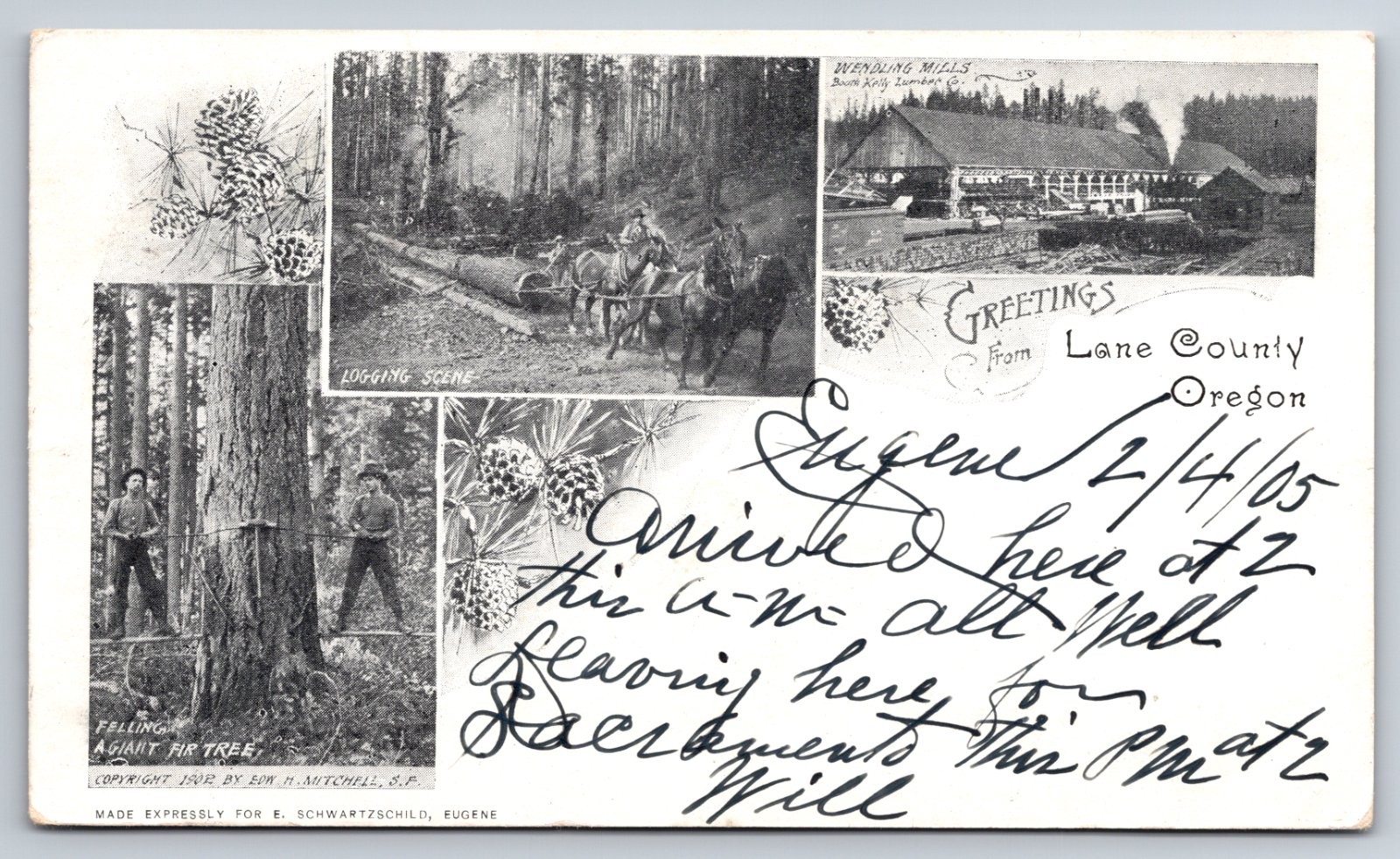 Greetings from Lane County Oregon Logging Sawmill Wendling Mills Fir Postcard