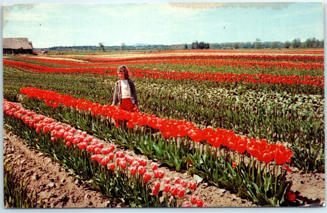 Postcard - Tulip Fields in Western Washington