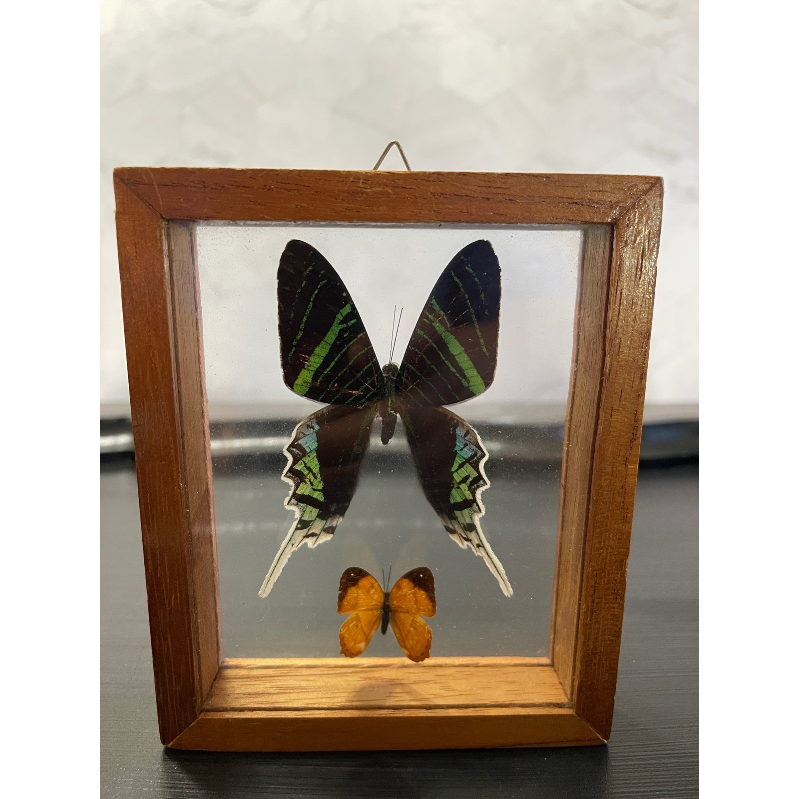 Vintage Real Taxidermy Butterfly Wood Glass Double Sided Shadow Box Wall Decor
