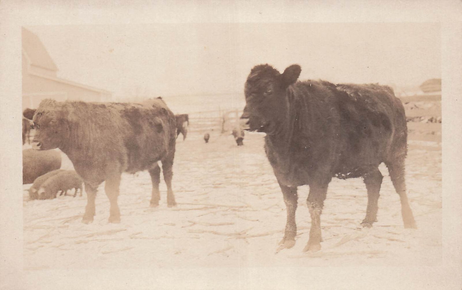 RPPC Shorthorn Cattle Farm Cow Pig Photo Early 1900s Homestead Postcard H16
