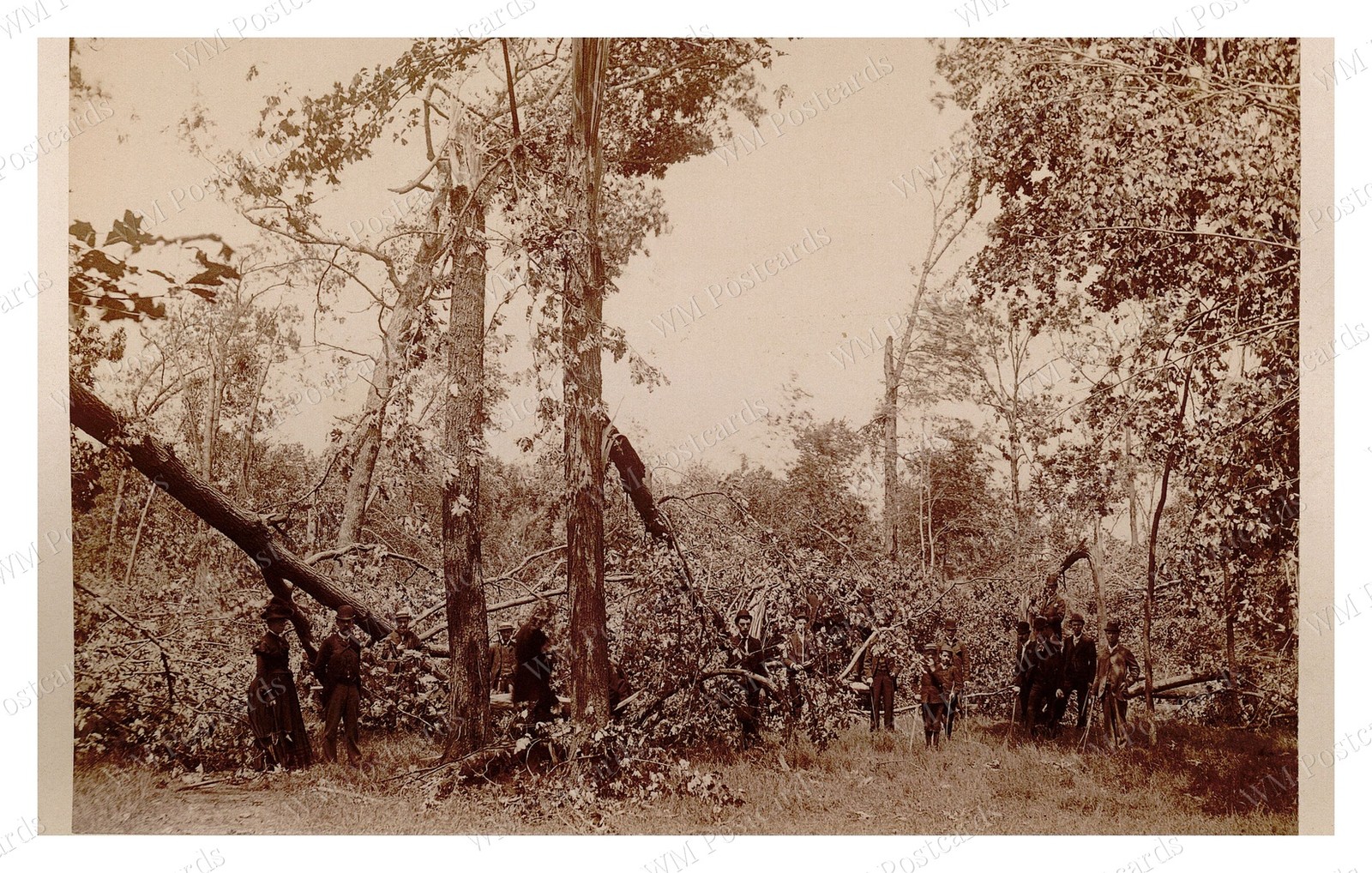 Lawrence Massachusetts 1890 Woodland People Trees Group Standard Postcard Lawrence Massachusetts 1890 Woodland People Trees Group Standard Postcard