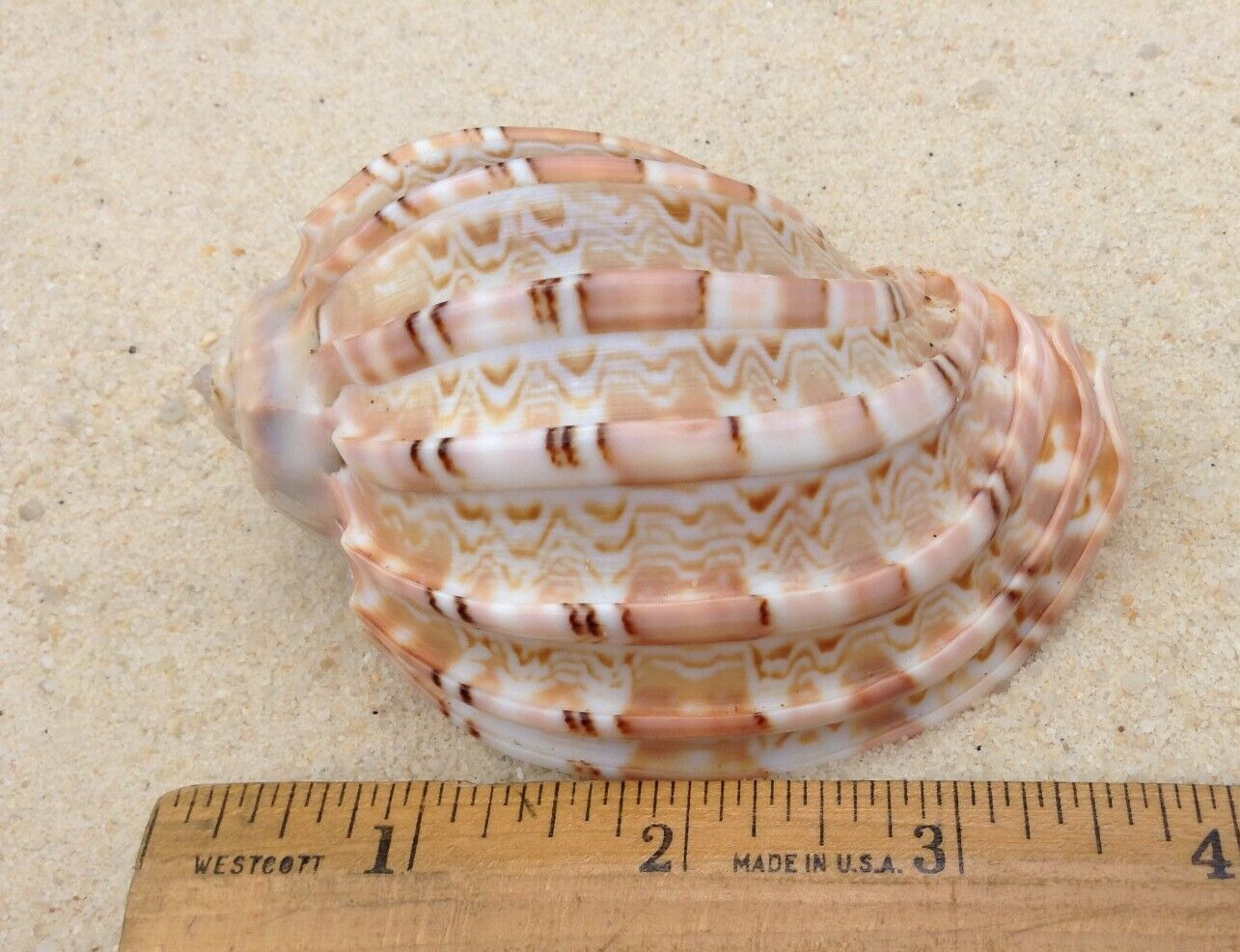 Harpa species harp shell salmon, cream, & brown color & pattern 85 mm 3 1/2\