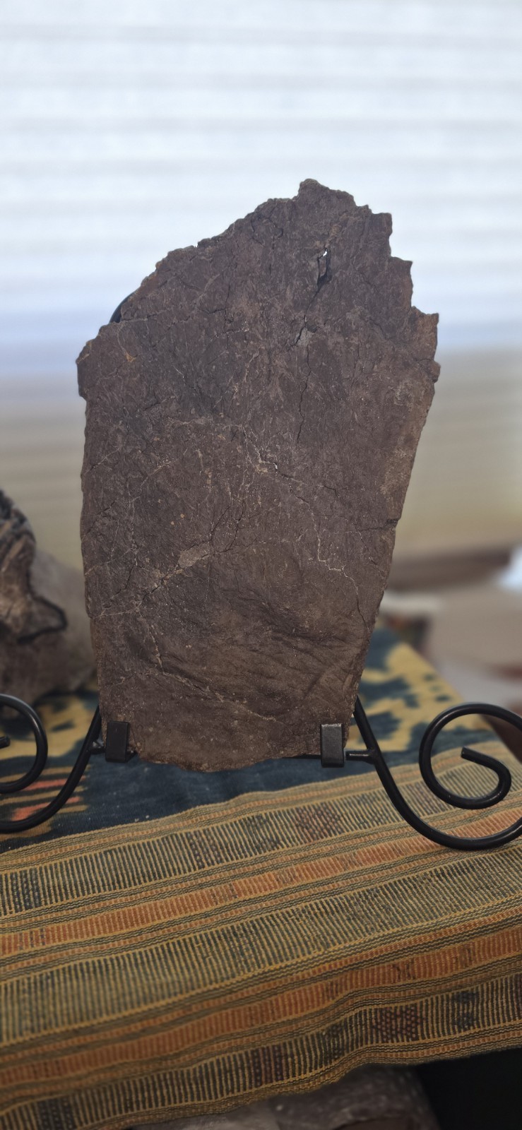 Very Large Triceratops Dinosaur Fossil Frill Edge Piece Hell Creek Fm S Dakota