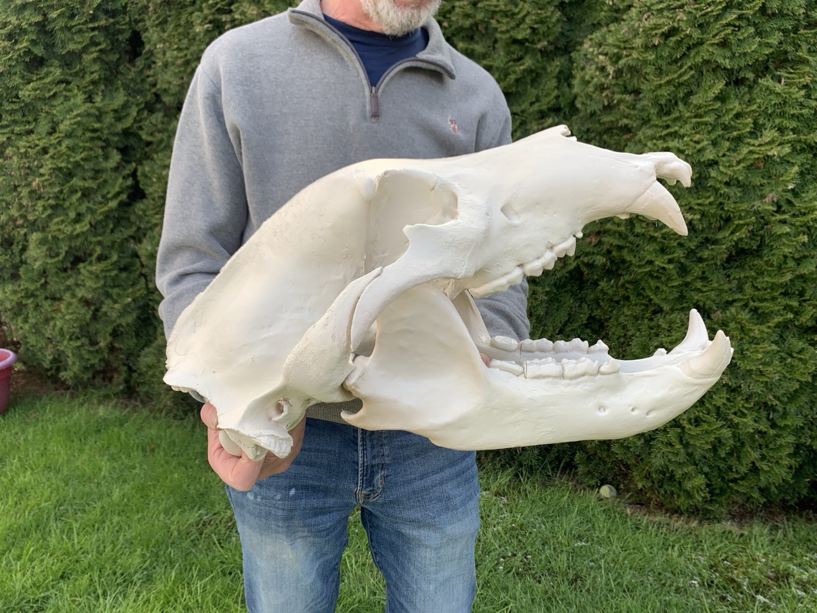 XL Life Size Polar Bear Skull Replica 21\