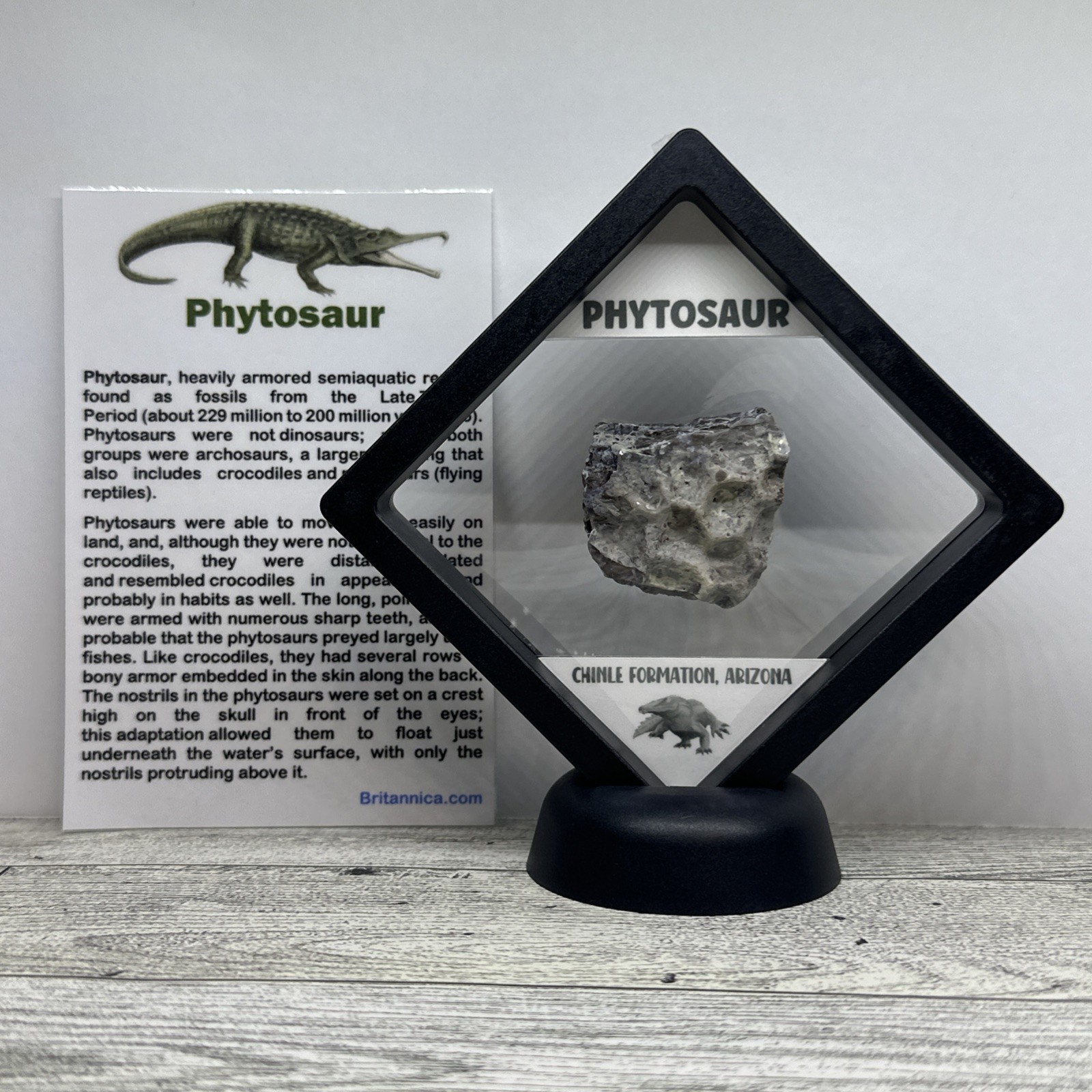 Phytosaur Extinct Prehistoric Reptile Dinosaur Scute Fossil in Display Case