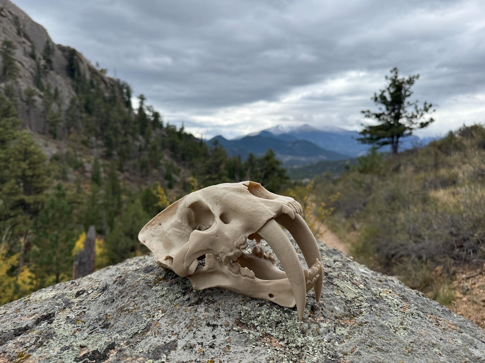 Saber-tooth Tiger Skull Exact Replica, Full Size, Smilodon fatalis fossil bones
