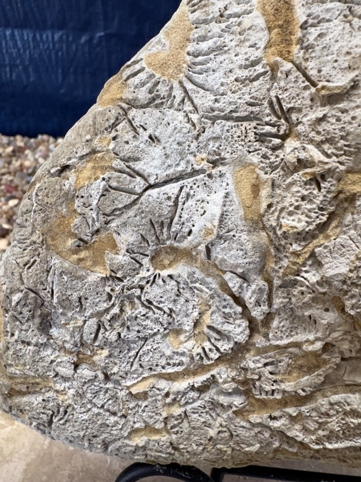 6.3# Fossil Crinoids Holdfast Roots Plate 8.5\