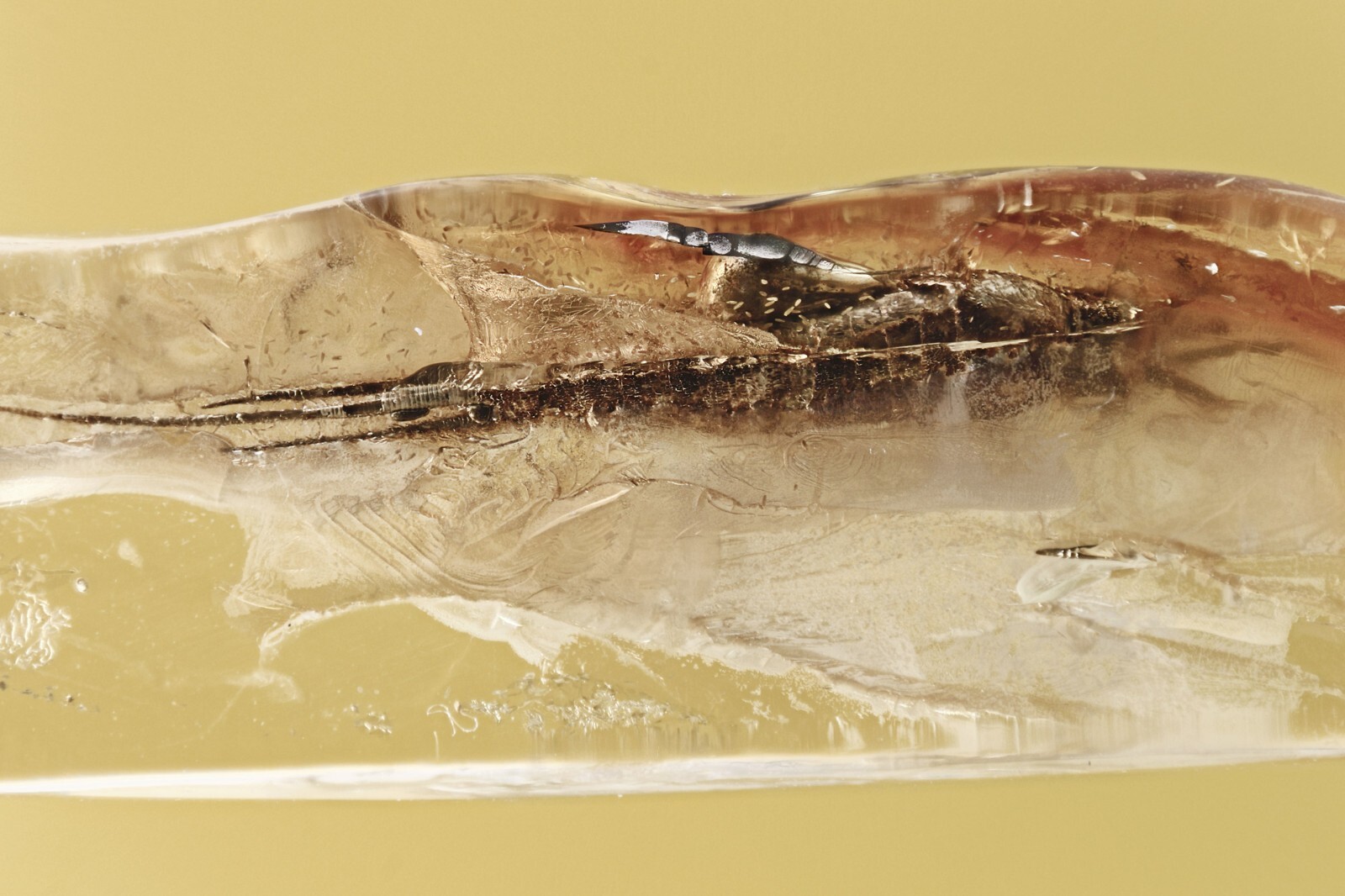 Huge BRISTLETAIL Machilidae Fossil Genuine BALTIC AMBER + HQ Pic 230427-12