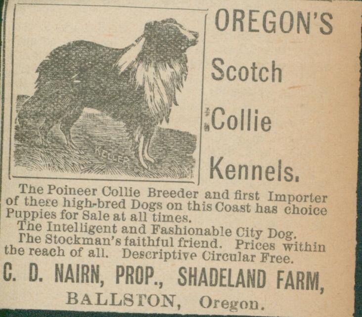 1898 C D Nairn Shadeland Farm Ballston Oregon Scotch Collie Kennels Ad RS1