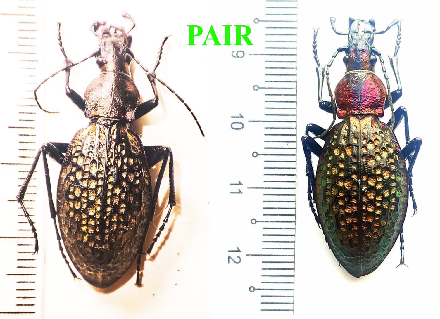 Entomology Taxidermy: Carabus (Acoptolabrus) Lopatini female + male A1 (Pair)