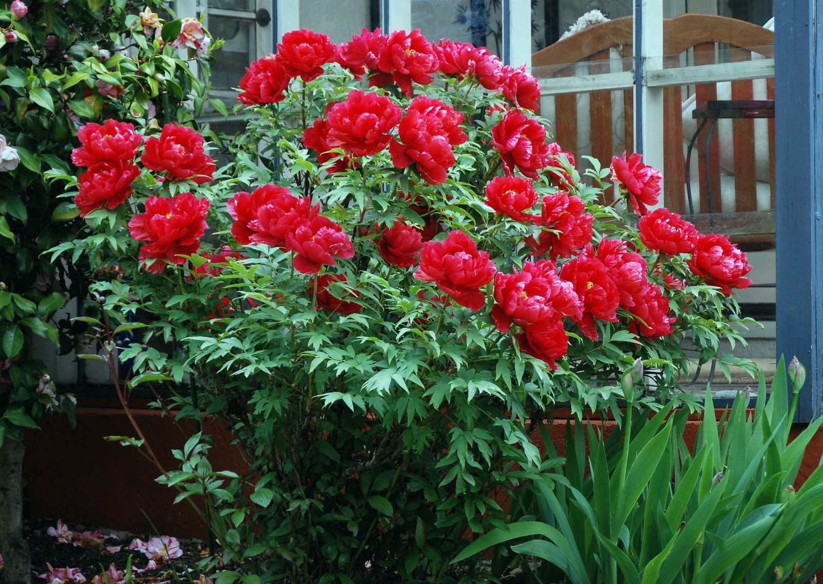 Paeonia × suffruticosa 5 Seeds | Tree Peony | Hardy Ornamental Flowering Shrub