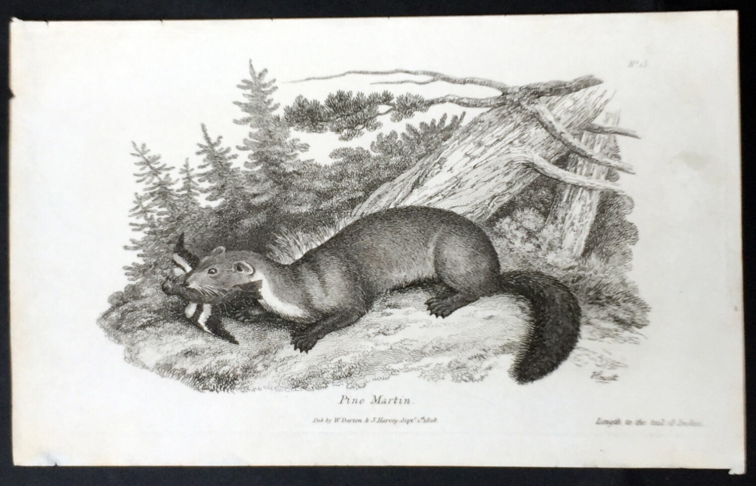 1808 Darton Original Antique Print of a Pine Martin