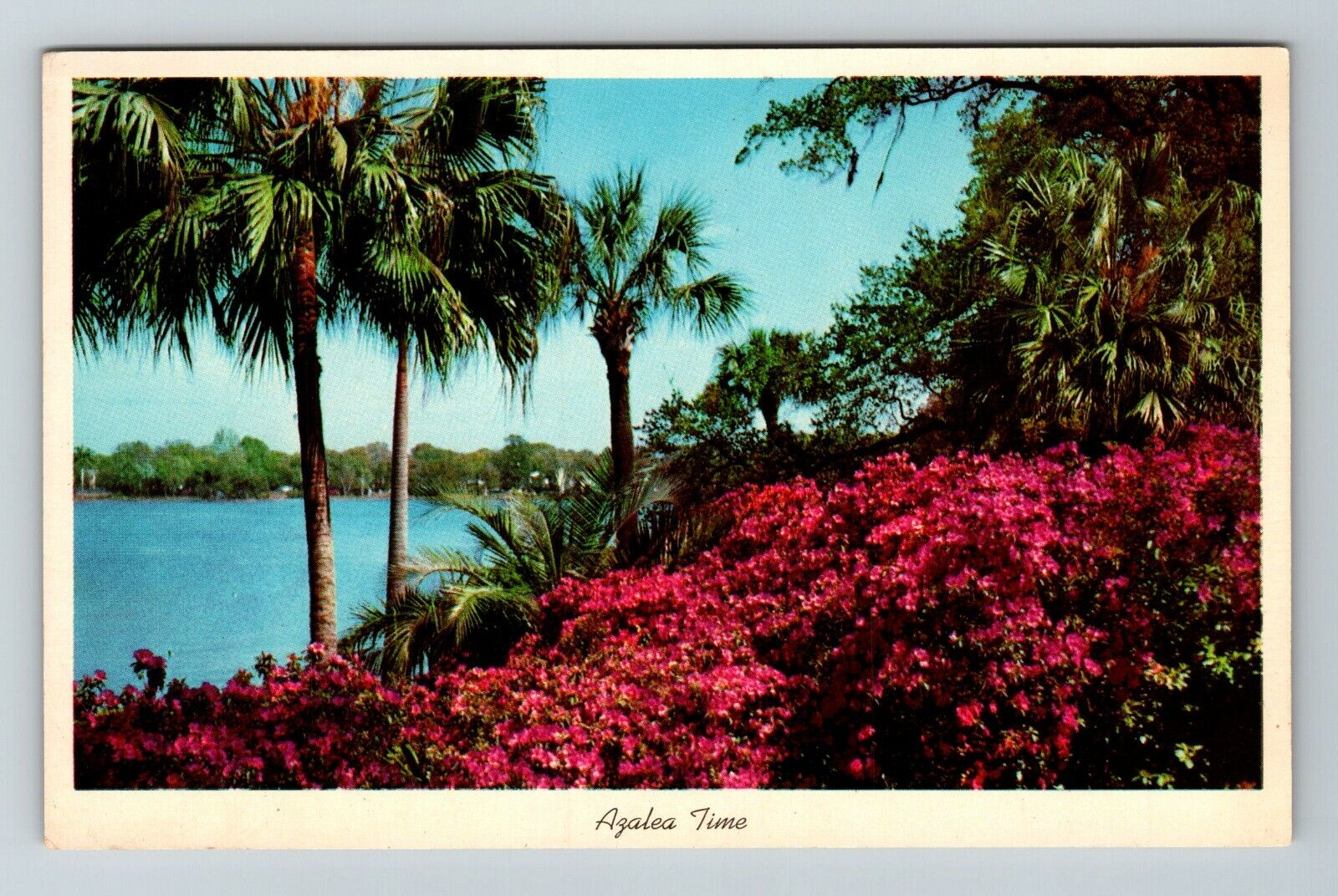 Azalea Time In Tropical Florida  Vintage Souvenir Postcard