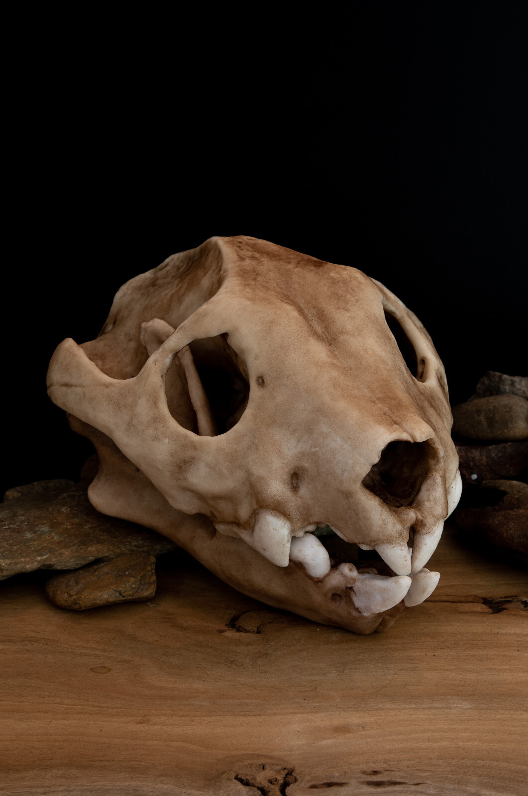 Thylacoleo Skull Replica – Life Size Australian Marsupial Lion Model Thylacoleo Skull Replica – Life Size Australian Marsupial Lion Model