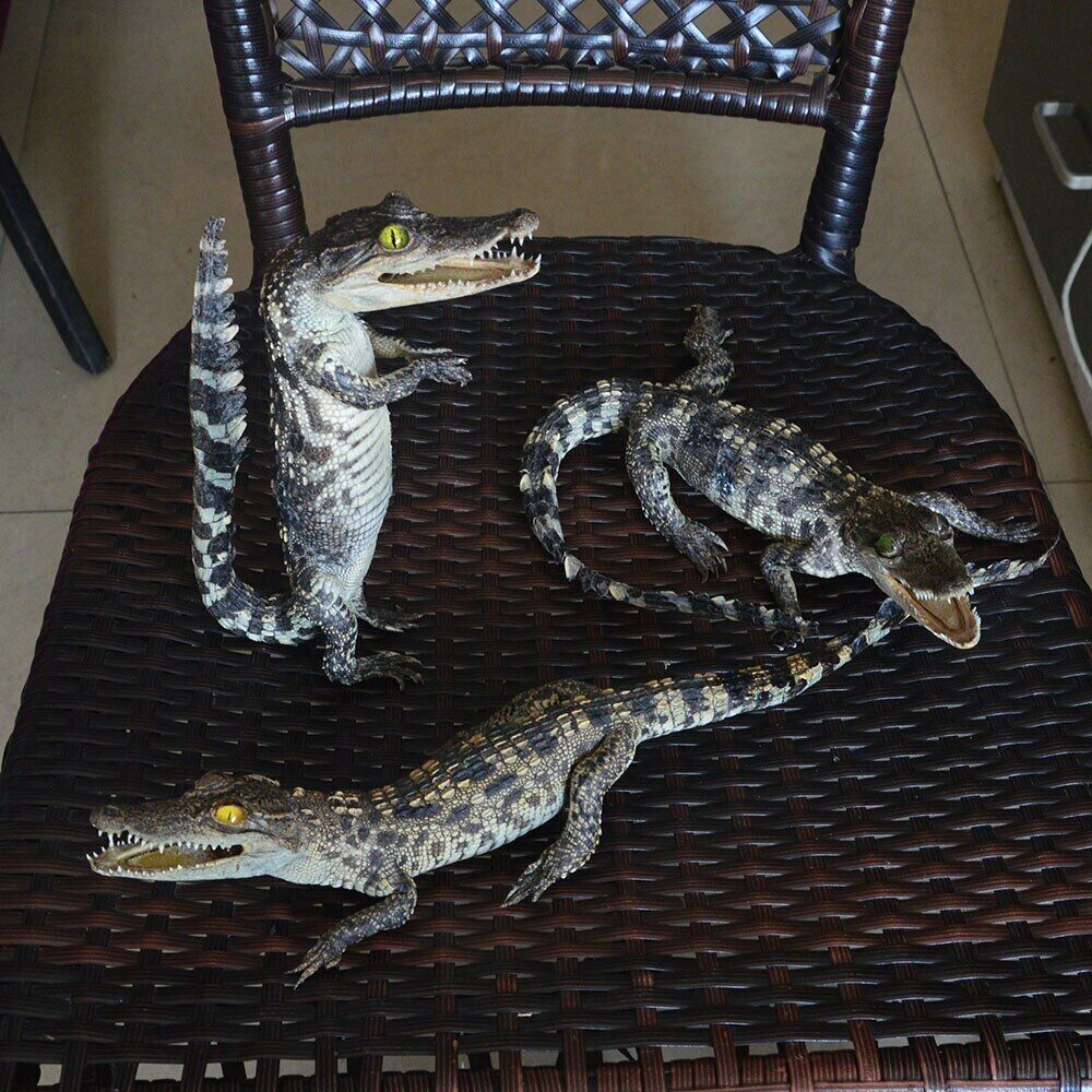 3 pcs combination Small crocodile specimens animal collectibles About 35-40cm