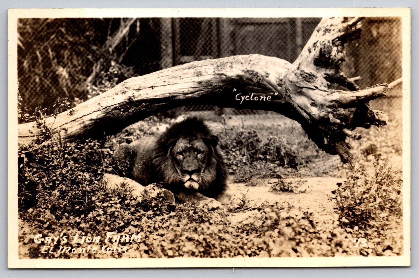 Cyclone. Gay's Lion Farm. El Monte California Real Photo Postcard RPPC