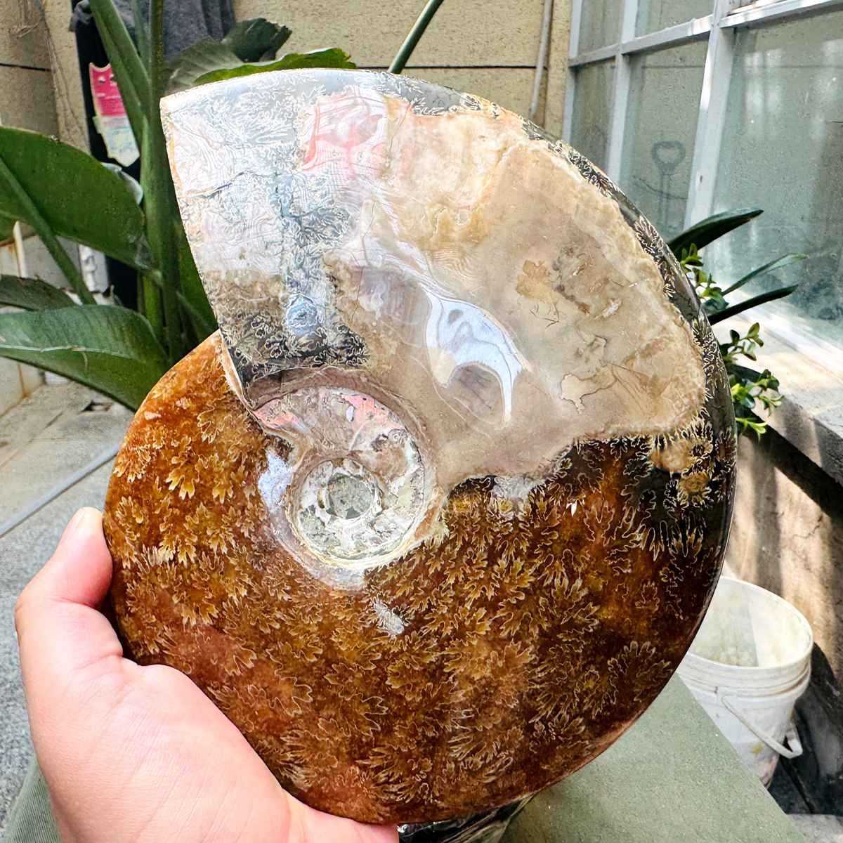 3.97LB Rare Natural Tentacle Ammonite Specimen Healing Madagascar