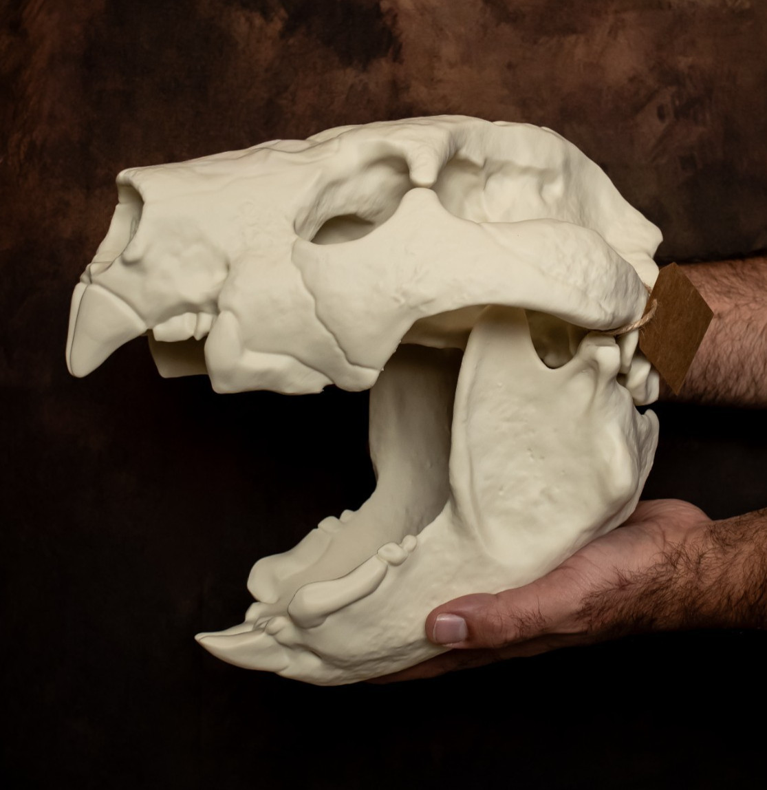 Marsupial Lion Skull Replica Thylacoleo Skull Life Size Fossil Model