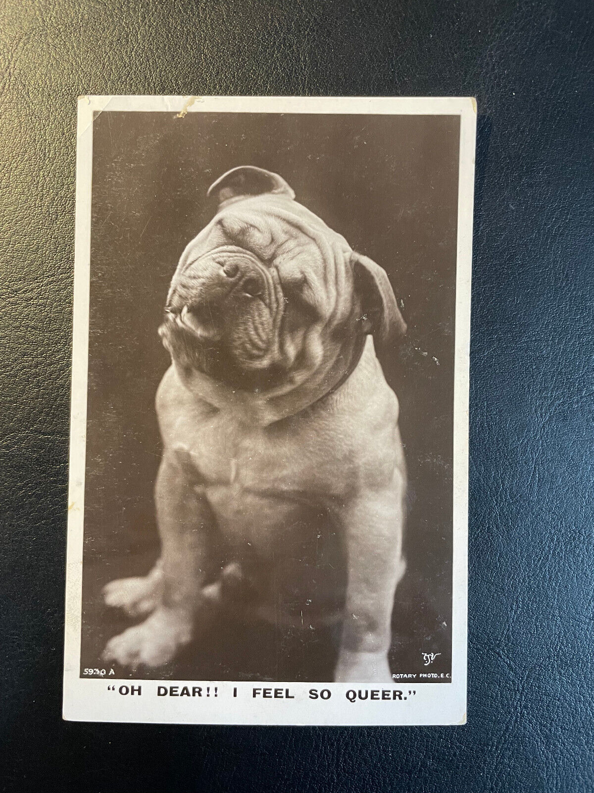 Antique British Postcard Bulldog Oh Dear I Feel so Queer 1907? Rotary Photo