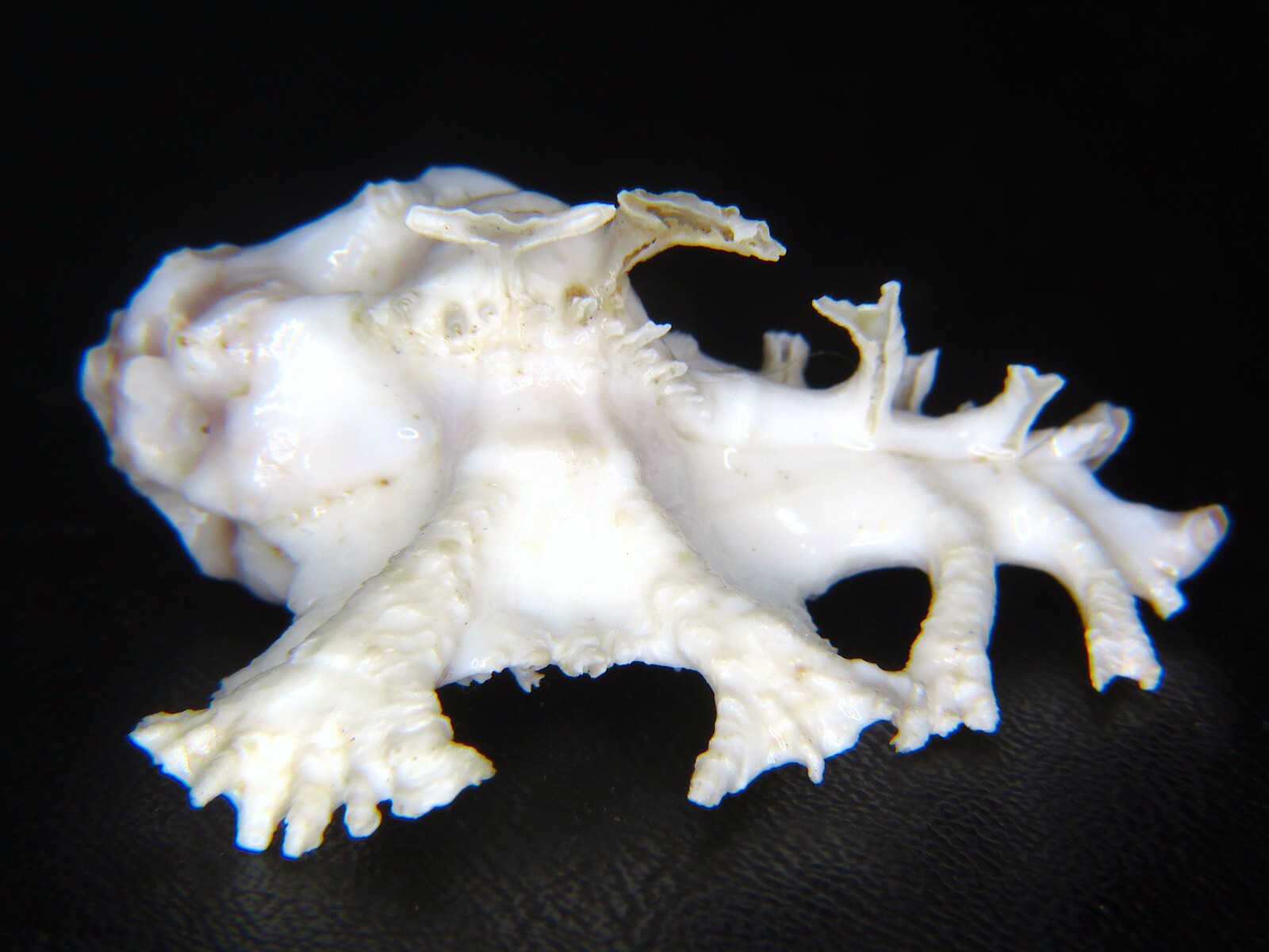 HOMALOCANTHA PELE: HAW'N ENDEMIC W/OP 48.83MM LIGHT PURPLE W/DOUBLE FROND ROWS