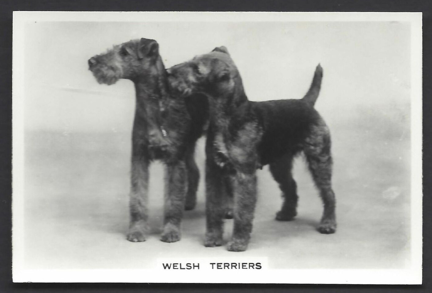 PATTREIOUEX (OTHER) - DOGS - #47 WELSH TERRIERS