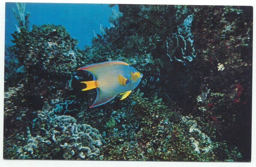 Tropical Angel Fish Pennekamp Coral Reef State Park Florida Postcard 
