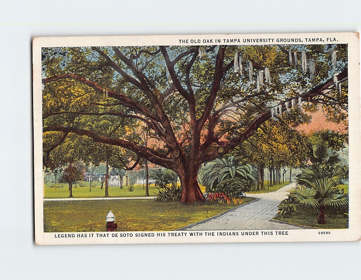 Postcard The Old Oak In Tampa University Grounds Tampa Florida USA