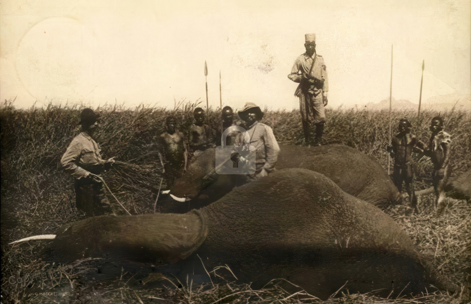 Germany 1908 East Africa Elephant Hunt RPPC Photo Postcard COPY
