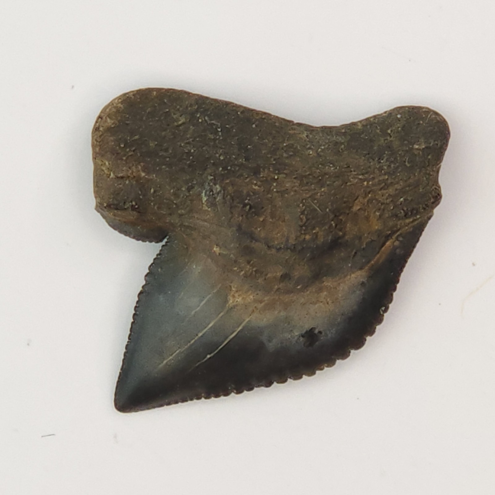 S. kaupi 0.69\