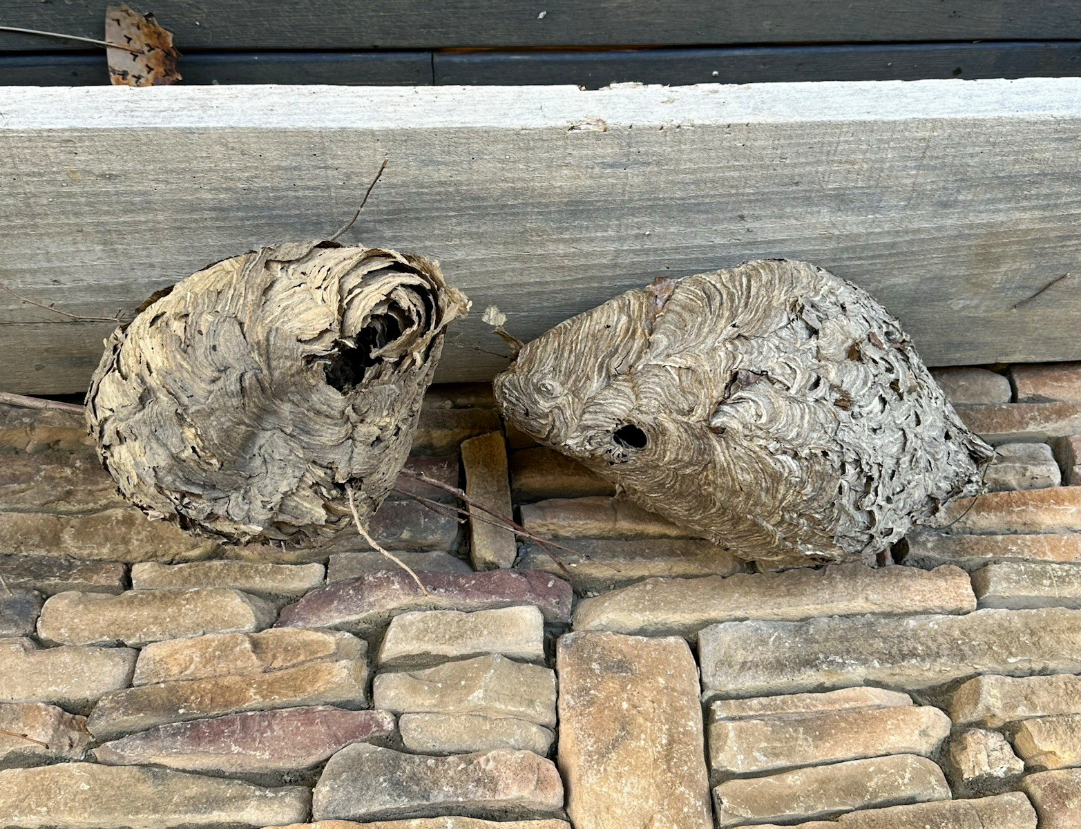 Lot of 2 Empty Natural Paper Wasp/Hornet Insect Nests Collectible Entomology