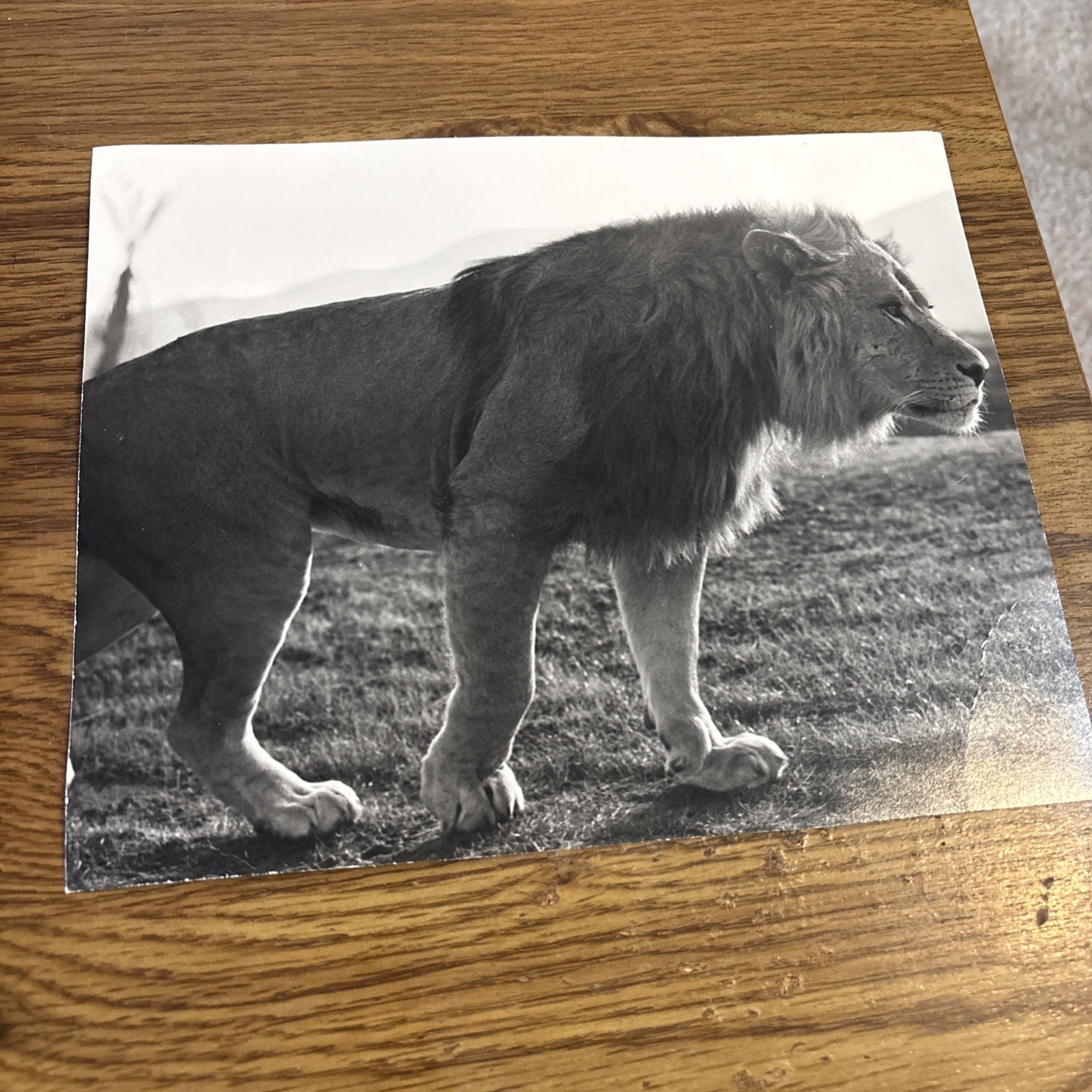 Vintage Photo LION, the King of the Jungle